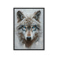 Blue Eyed Wolf Modern Art Framed Canvas
