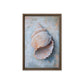 Seashell Nautical Art Framed Canvas
