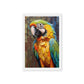 Colorful Macaw Parrot Framed Canvas