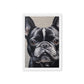 Cute French Bulldog Framed Canvas